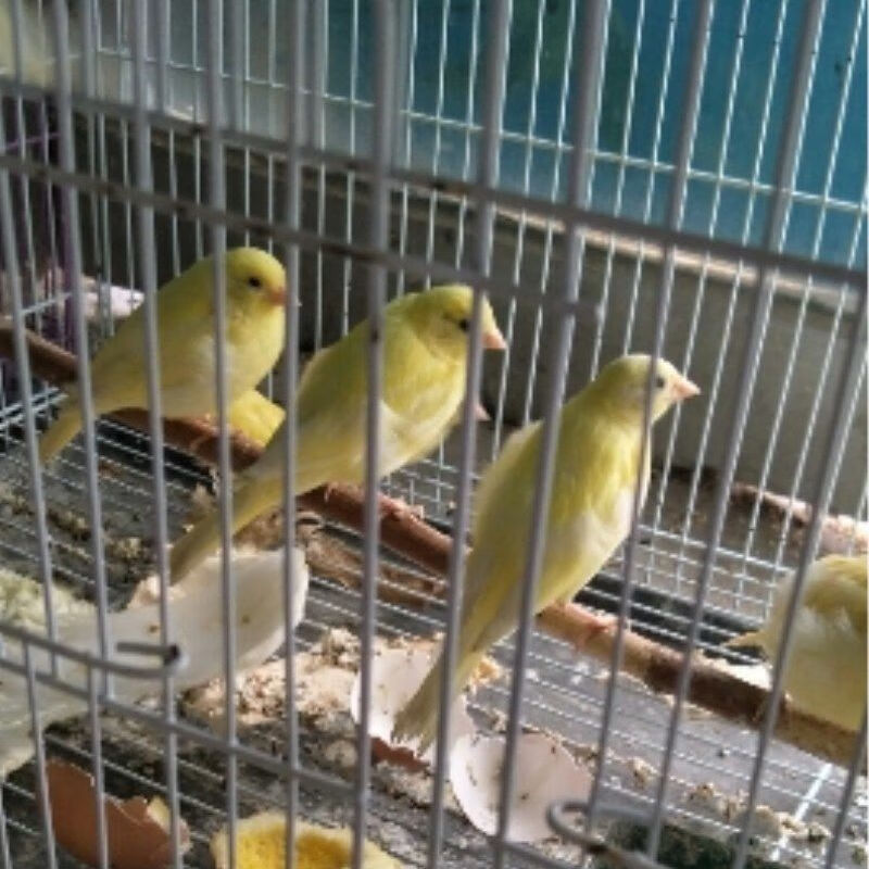 活体 玉鸟 辣椒红 山东黄白玉蜡黄 扬州黄桂皮观赏鸣叫鸟 精品辣椒