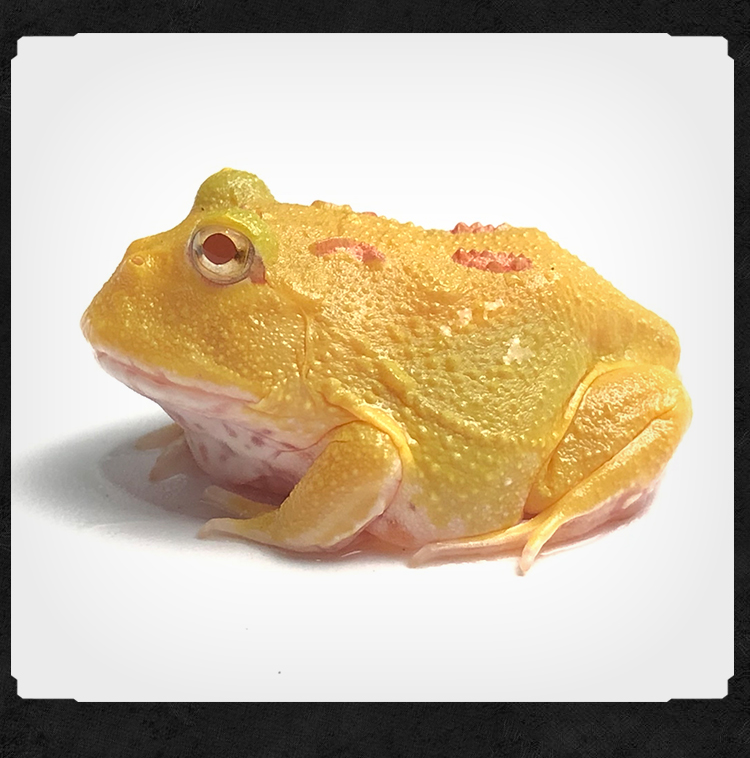 可爱宠物角蛙活体蝌蚪两栖类黄金角蛙蝴蝶角蛙钟角南瓜蛙懒人易养