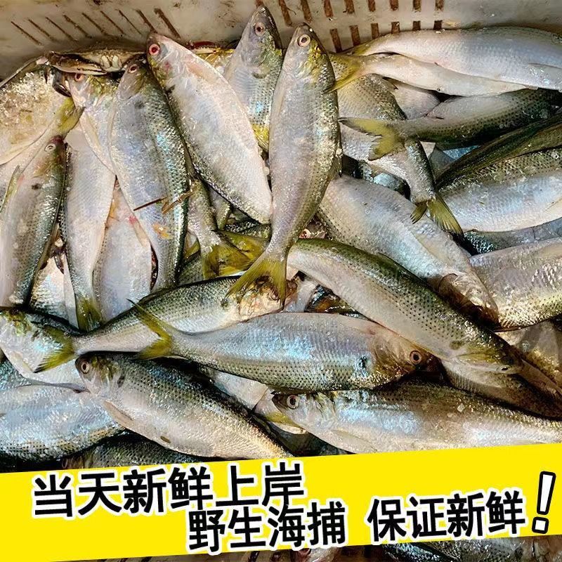 鰣魚大遲魚青板赤眼魚新鮮冷凍海鯽魚新鮮海魚水產品海鮮昌隆福記共發