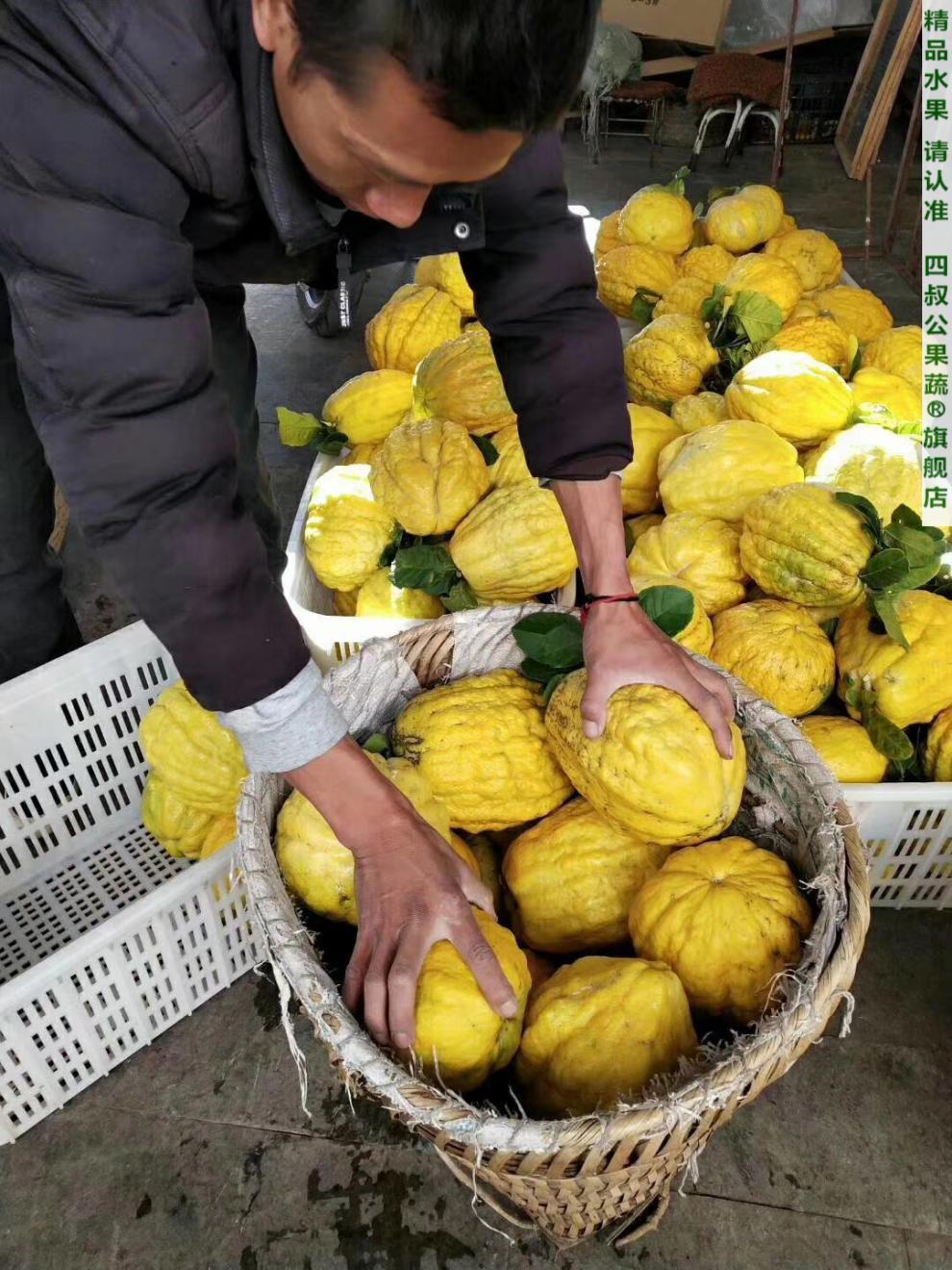 雲南特產鮮果香櫞果大理香緣大果佛手柑新鮮水果回香果香園高山水果野