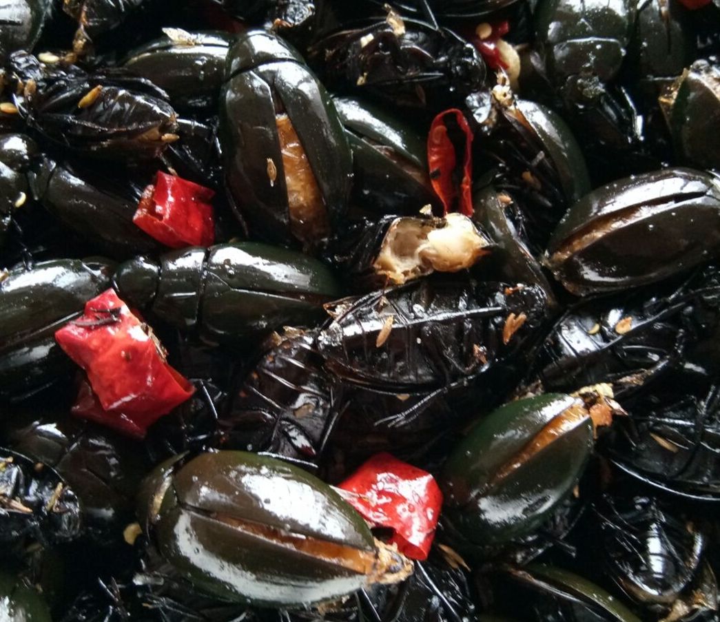 伟博伟博伟博黑水鳖活的 一斤 顺丰 黑龙虱活体 鳖盖子水蟑螂 食用