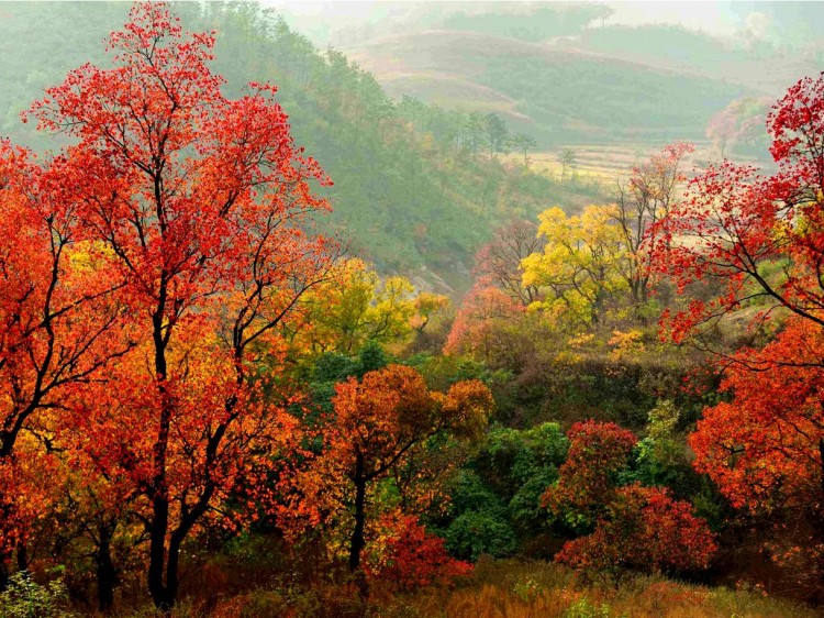 播种心情 乌桕种子新乌桕树苗种籽山乌桕腊子树桕子木子树林木散装