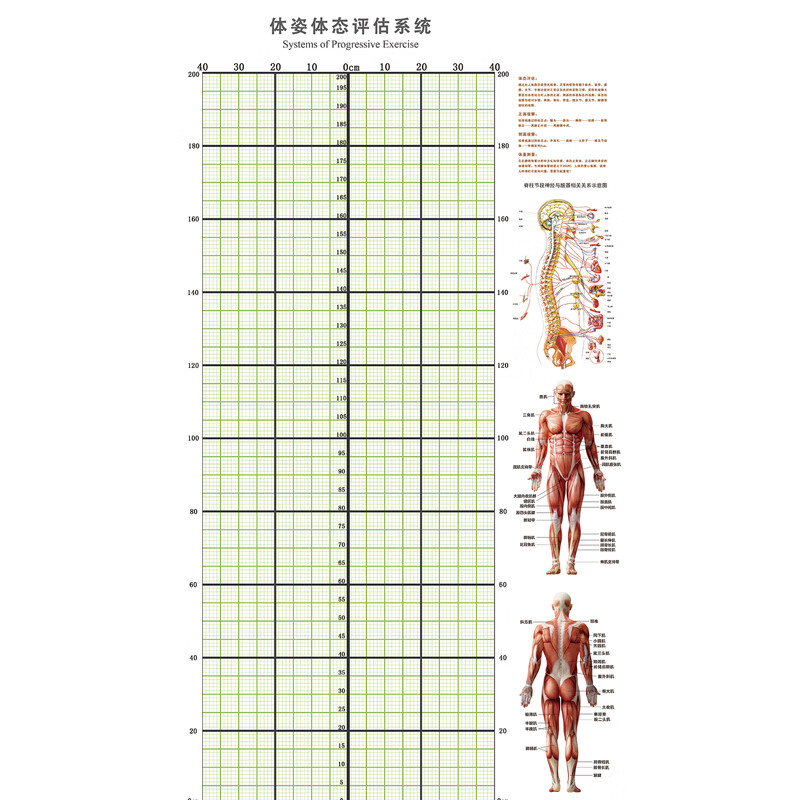 体态评估表健身房瑜伽私教身体评估图人体站姿态分析壁画体位体测此