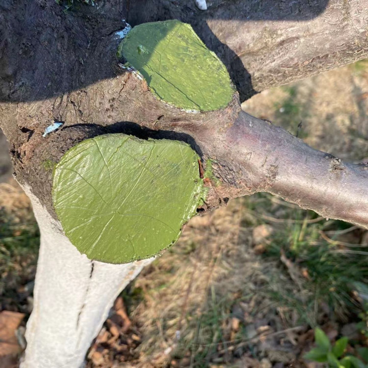 植物伤口愈合剂树木涂补剂人造树皮涂膜剂果树嫁接切口修复涂抹膏嫁接