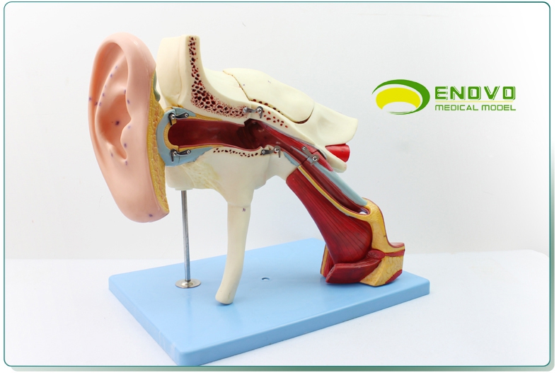 enovo頤諾人體醫學耳解剖模型內耳中耳外鼓膜五官科顳骨耳鼻喉科耳
