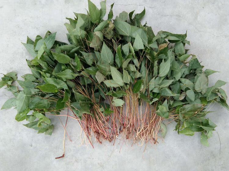 夜之君秦岭野生淫羊藿中药材淫羊藿叶泡茶 仙灵脾根整