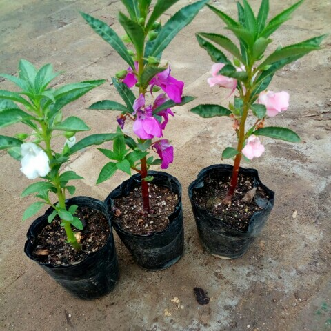 凤仙花 凤仙花苗(指甲花苗)盆栽植物白色粉色紫色带原钵原土发货 带