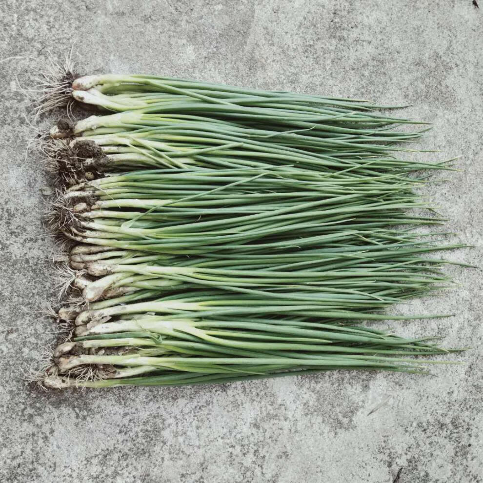 四季小香葱新鲜小葱3斤5斤10斤农家自种露天红皮红葱团建过年送礼送人