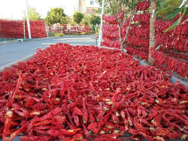 新疆三塘湖辣皮子2021新疆哈密巴里坤三塘湖辣皮子土特产纯无公害手工