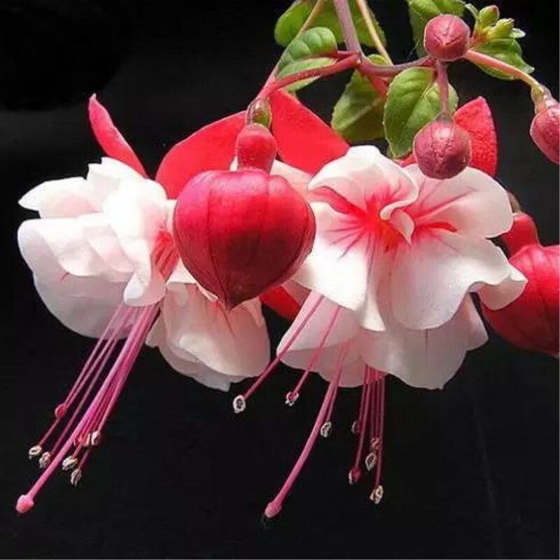 倒挂金钟盆栽花苗灯笼花棒棒糖吊兰吊钟海棠室内阳台花卉 粉壳紫红心