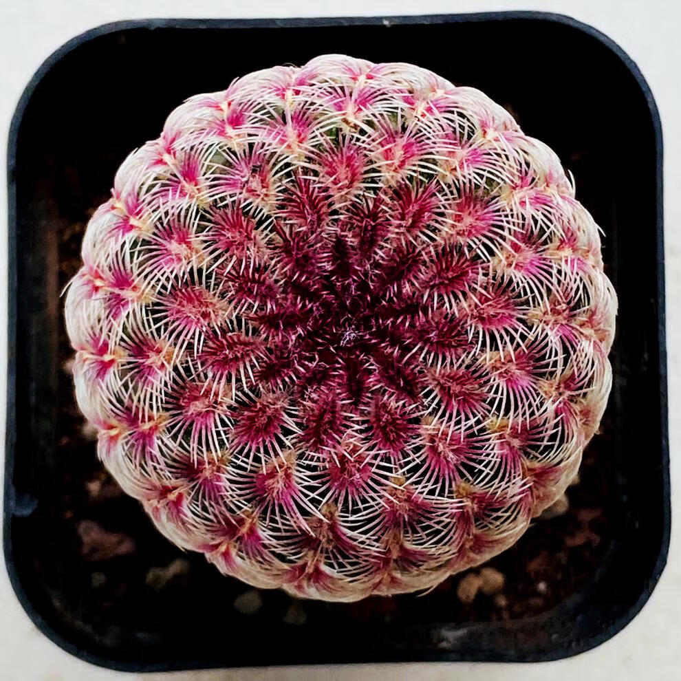 实生红太阳仙人球开花多肉盆栽稀有紫太阳仙人柱室内小盆栽 采缇 实生