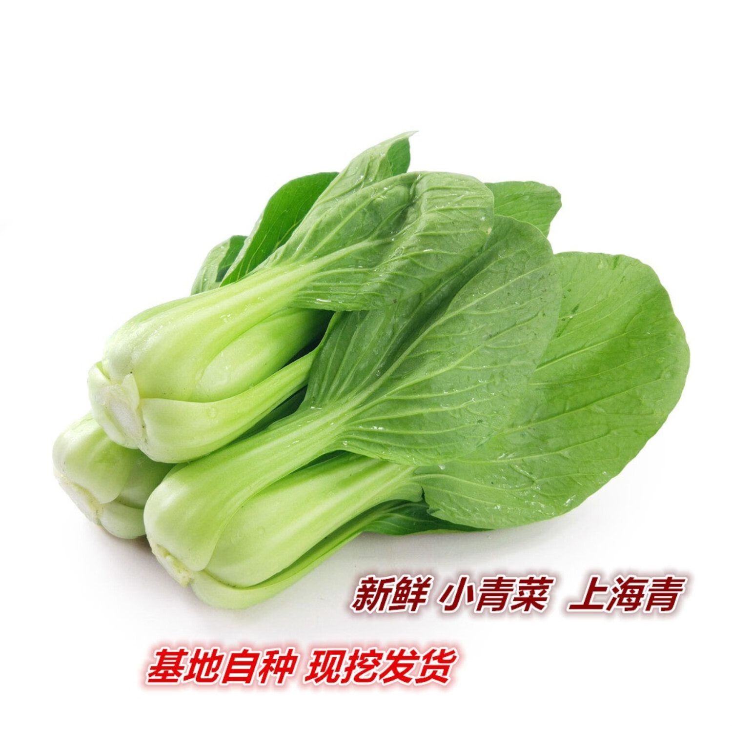 青菜种类蔬菜图片