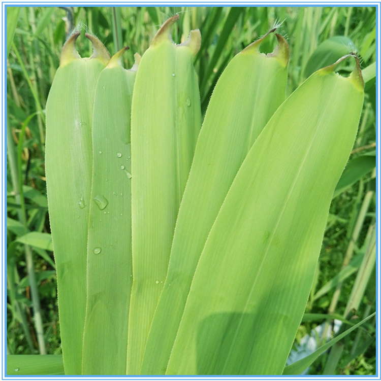 棠鲜生新鲜粽叶芦苇叶粽子叶天然新叶200片粽叶2包棕绳