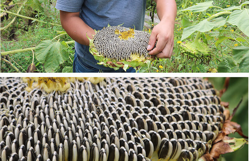 新鲜向日葵盘鲜葵花盘带籽湿葵花籽生瓜子农家向日葵花头现摘原味