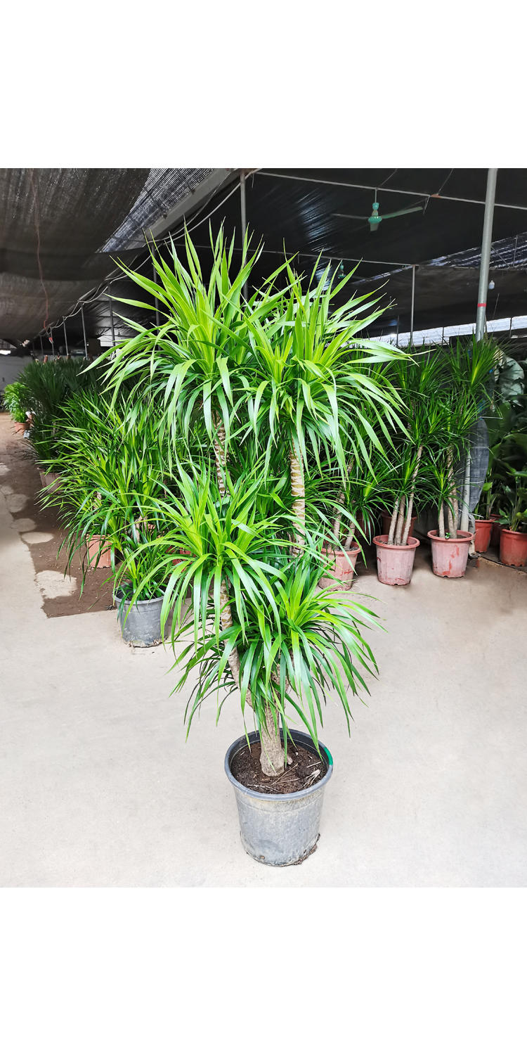 多头造型龙血树盆栽客厅大型绿植龙须树植物室内四季常