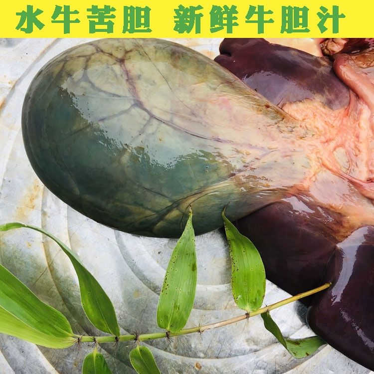 有仁堂完整新鲜猪胆 5个生猪苦胆水 猪胆汁带胆囊