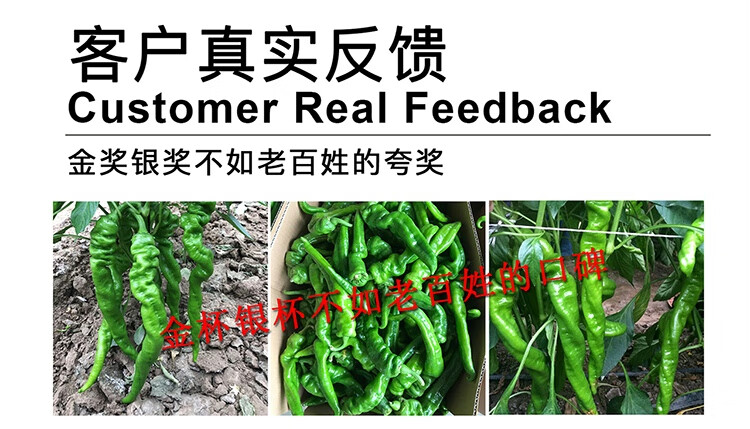 中科茂华辣脆螺丝椒f1辣椒种子高辣度大果2025厘米抗