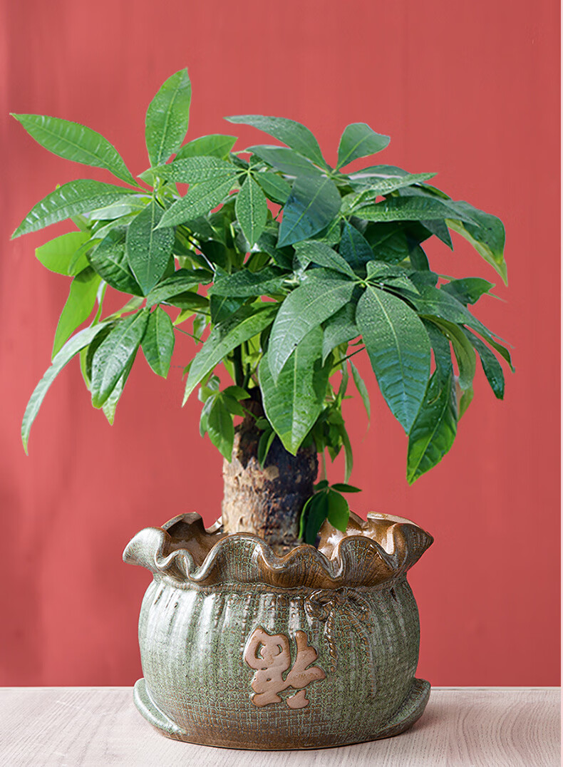 聚财布袋花盆陶瓷小发财树钱袋花盆园艺蝴蝶兰福字盆栽tmj1122米黄