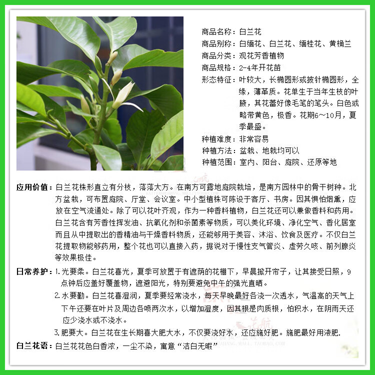 月娥 庭院盆栽绿化黄兰黄果兰白玉兰黄葛兰黄桷兰嫁接白兰花苗花卉