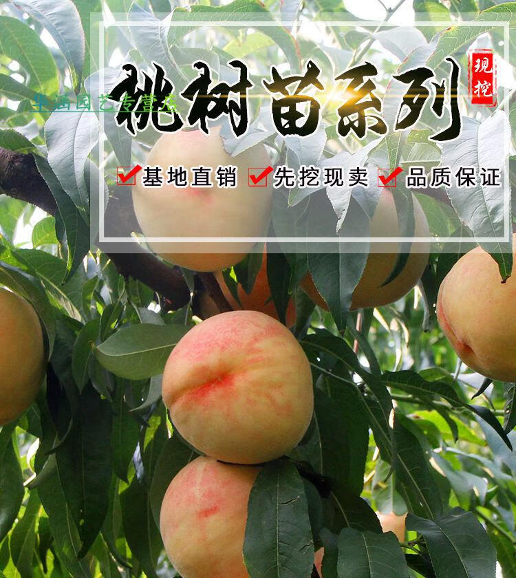 桃树树苗 嫁接桃树苗特大新品种桃苗早熟晚熟地栽盆栽南方北方种植