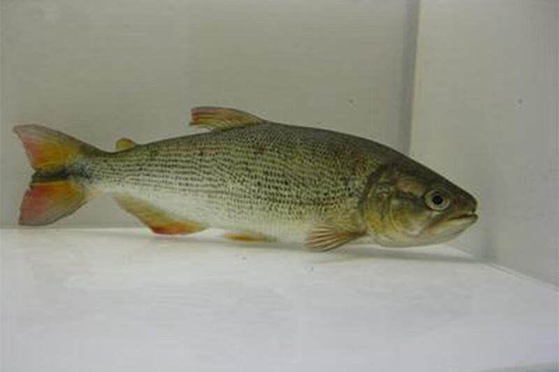 ajaj大型加拉辛猛鱼活体 白金猛鱼 黄金猛鱼 黄金河虎 哥伦比亚巨暴鱼