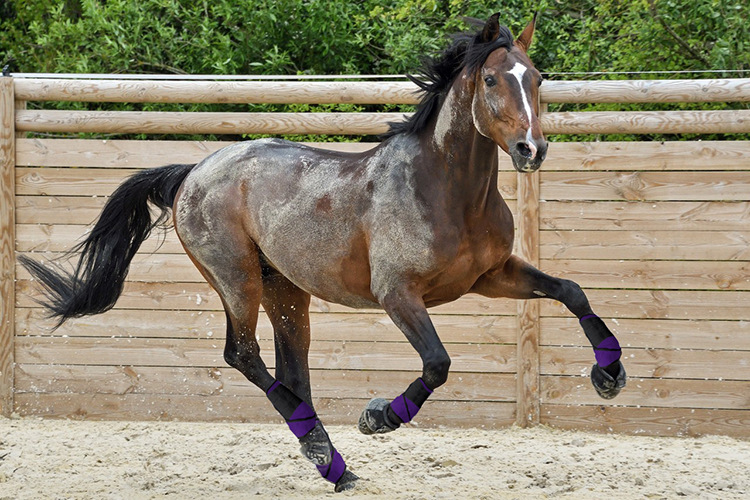 马护具马护腿马护蹄马绑腿高弹日本ok布马术包【图片 价格 品牌 报价