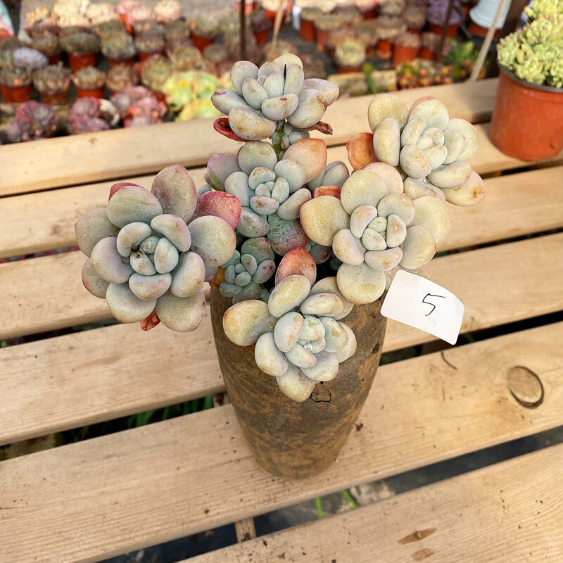 多肉植物洛神老桩 自然群生老桩洛神桃蛋 大盆阳台花卉 洛神小群3-5头