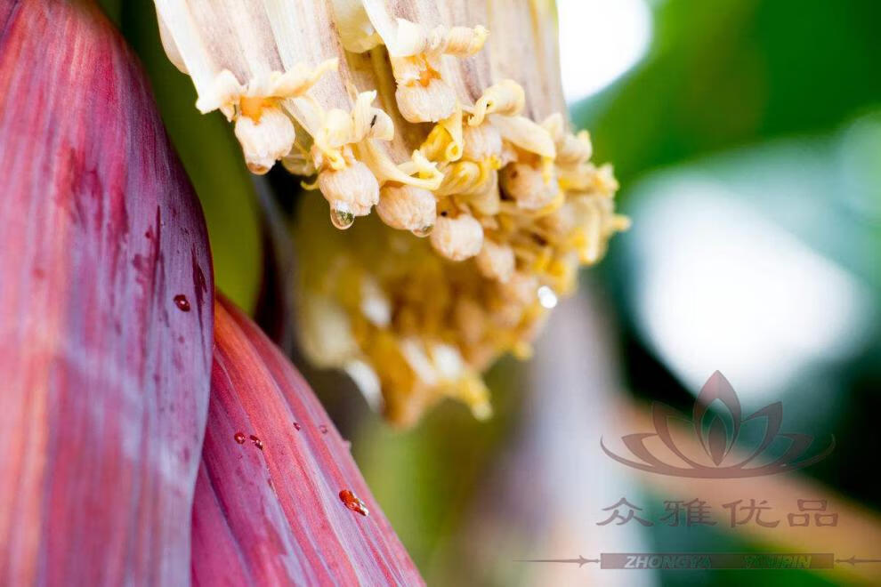 香蕉花蕊干50g芭蕉花晒干花蕾干大蕉花干煲汤熬水花瓣干花瓣干250g