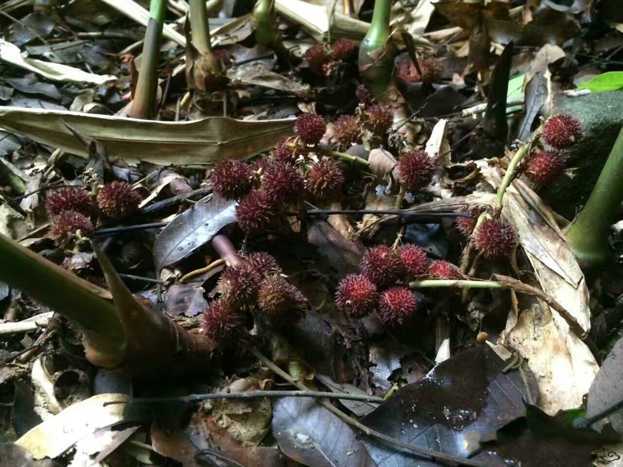 福建漳州长泰特产新美吴田山阳春砂仁海盐腌制砂仁350克瓶装 50克瓶装
