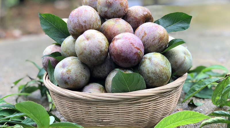 顺丰翁源正宗韶关三华李脆甜孕妇水果新鲜现货广东红心李大果5斤