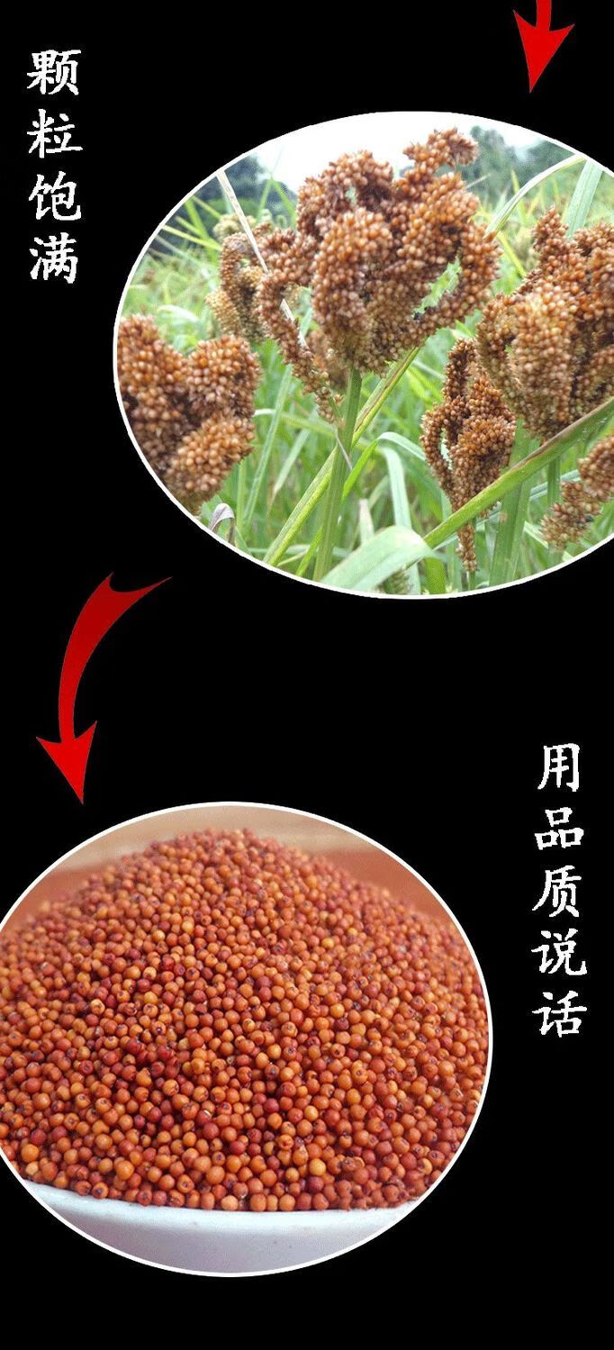 粟米粉龙爪粟粄鸡爪粟粉鸭爪粟䅟子糍粑粟米拳头粟板糯米粉面3斤新鲜