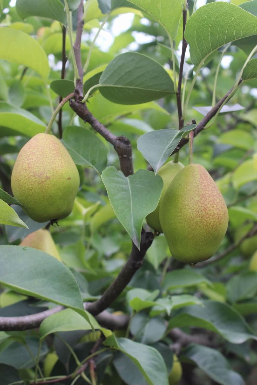 陕西红香酥梨当季水果新鲜1-5-10斤整箱应季水果批发红香酥梨 【活动