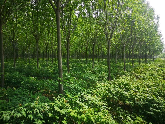 白蜡苗树苗速生白蜡树苗对节白蜡小苗庭院室外耐寒植物绿化苗木113
