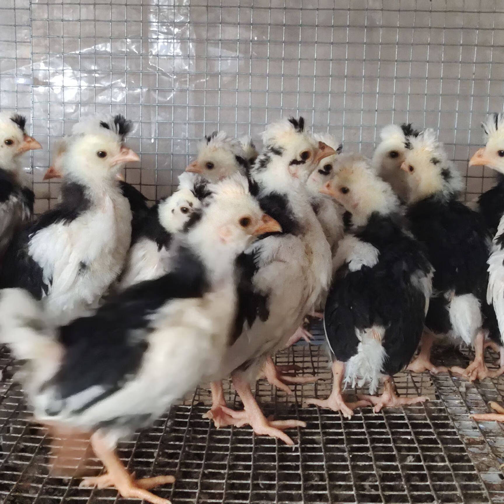 半大苗脱温鸡纯种贵妃鸡活苗活体青年鸡五黑鸡观赏鸡土鸡贵妃鸡苗