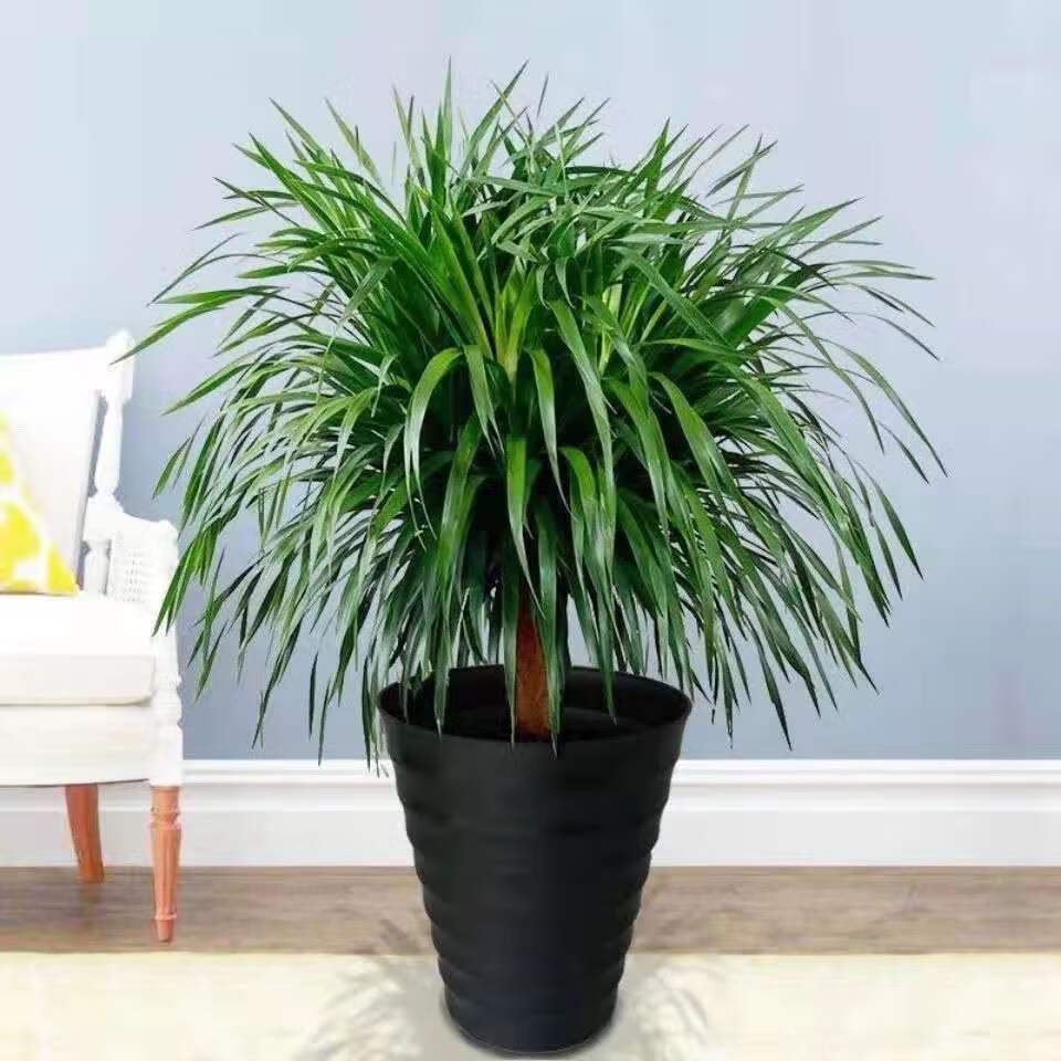 龙须树盆栽多头龙血树苗大型绿植室内客厅阳台花卉龙须兰精品龙须树