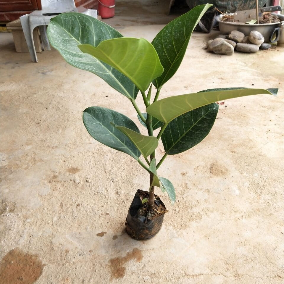 大叶榕树苗高山榕苗 耐寒榕树观赏盆景苗室内盆栽绿植 高山榕15-20高