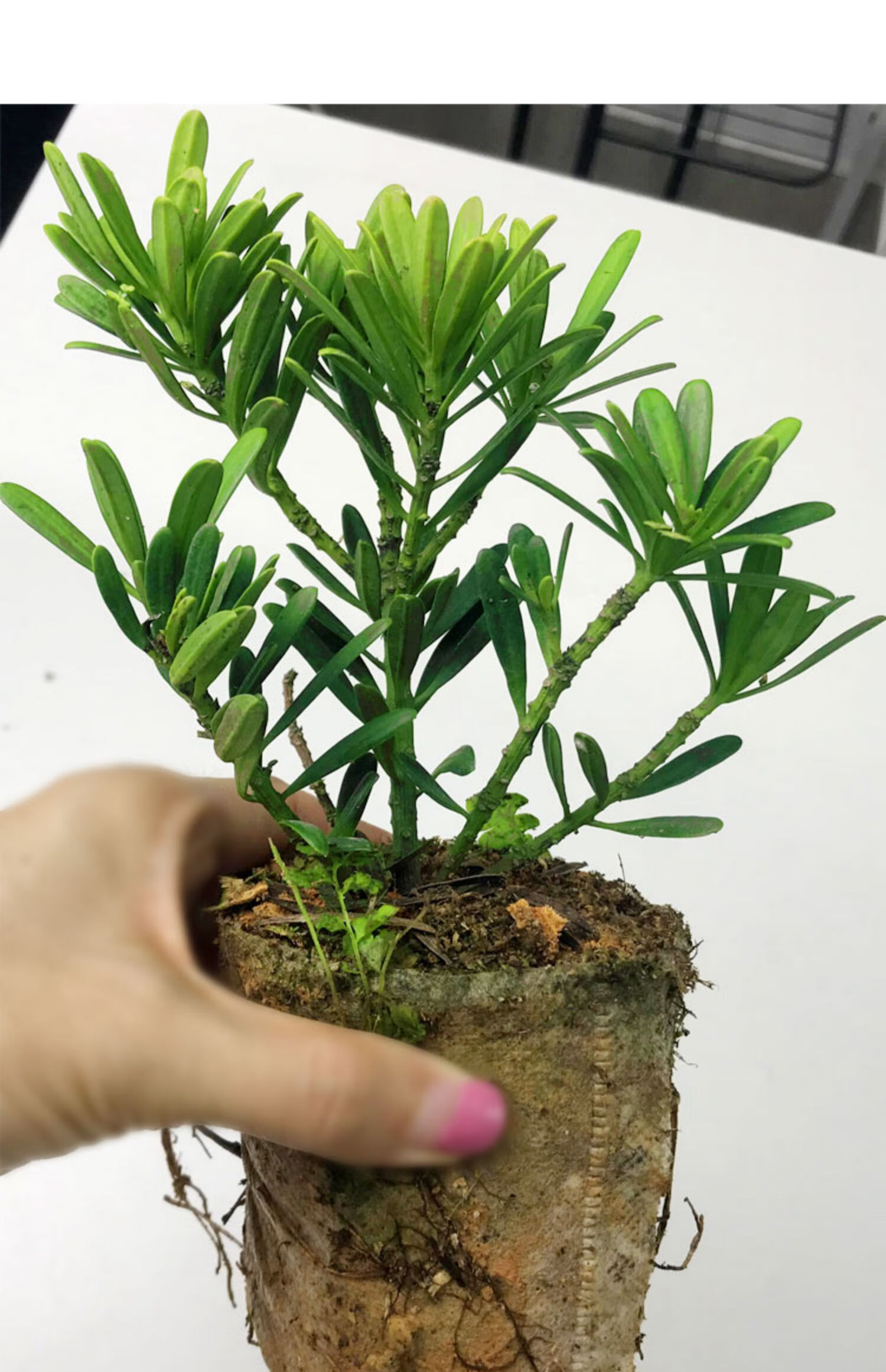 正宗海岛菊花罗汉松盆栽树苗名贵红芽米叶雀舌台湾金钻造型盆景 米叶