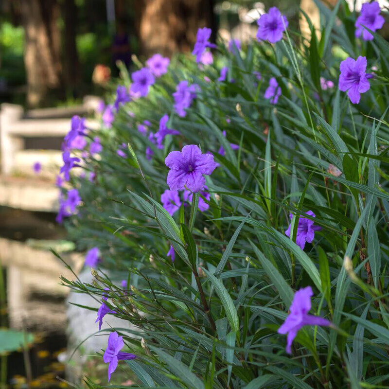 翠蘆莉苗蘭花草藍花草多年生耐熱花鏡草本植物陽臺庭院盆栽苗翠蘆莉