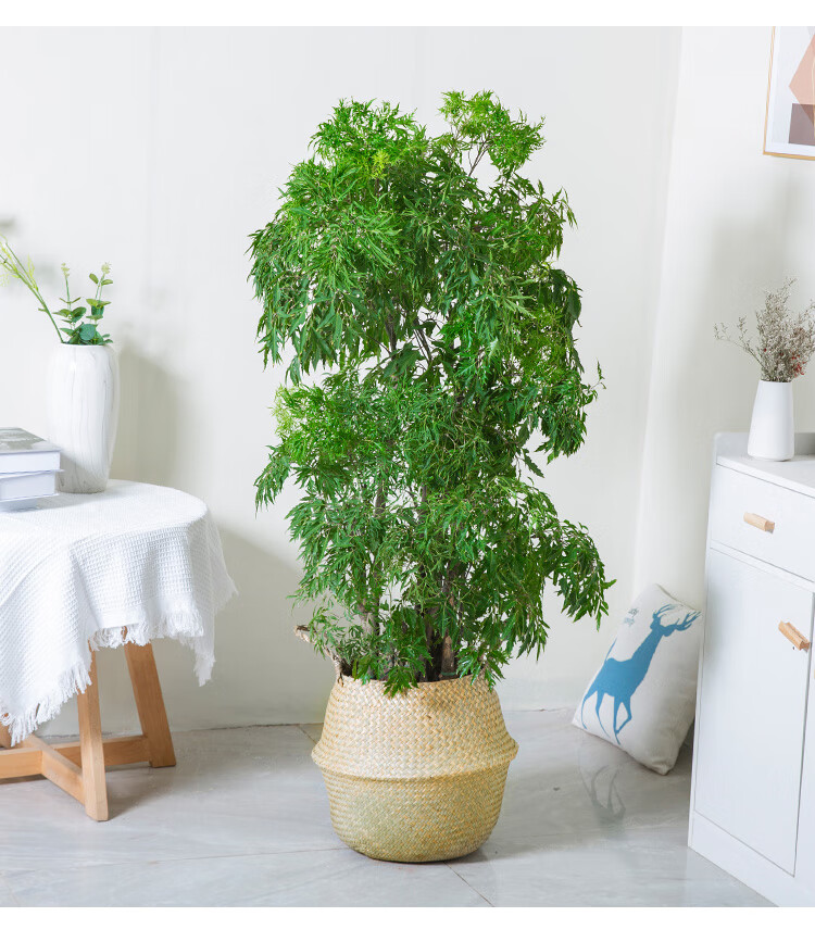 网红净化空气植物花城羽叶福禄桐开业乔迁送礼盆景办公室室内公司客厅