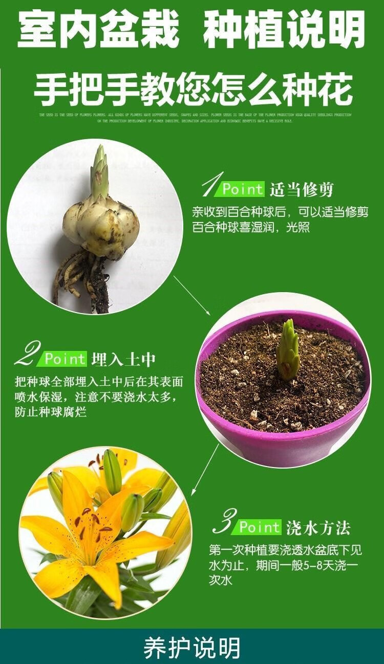 锦枫香水百合种球大重瓣四季开室内易活花卉鲜花盆栽植物花种籽子黄色