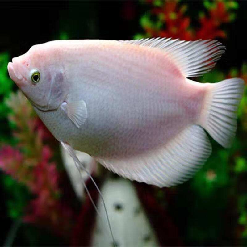 中大型热带淡水观赏鱼红眼白招财鱼风水鱼梅花战船古代战船鱼活体