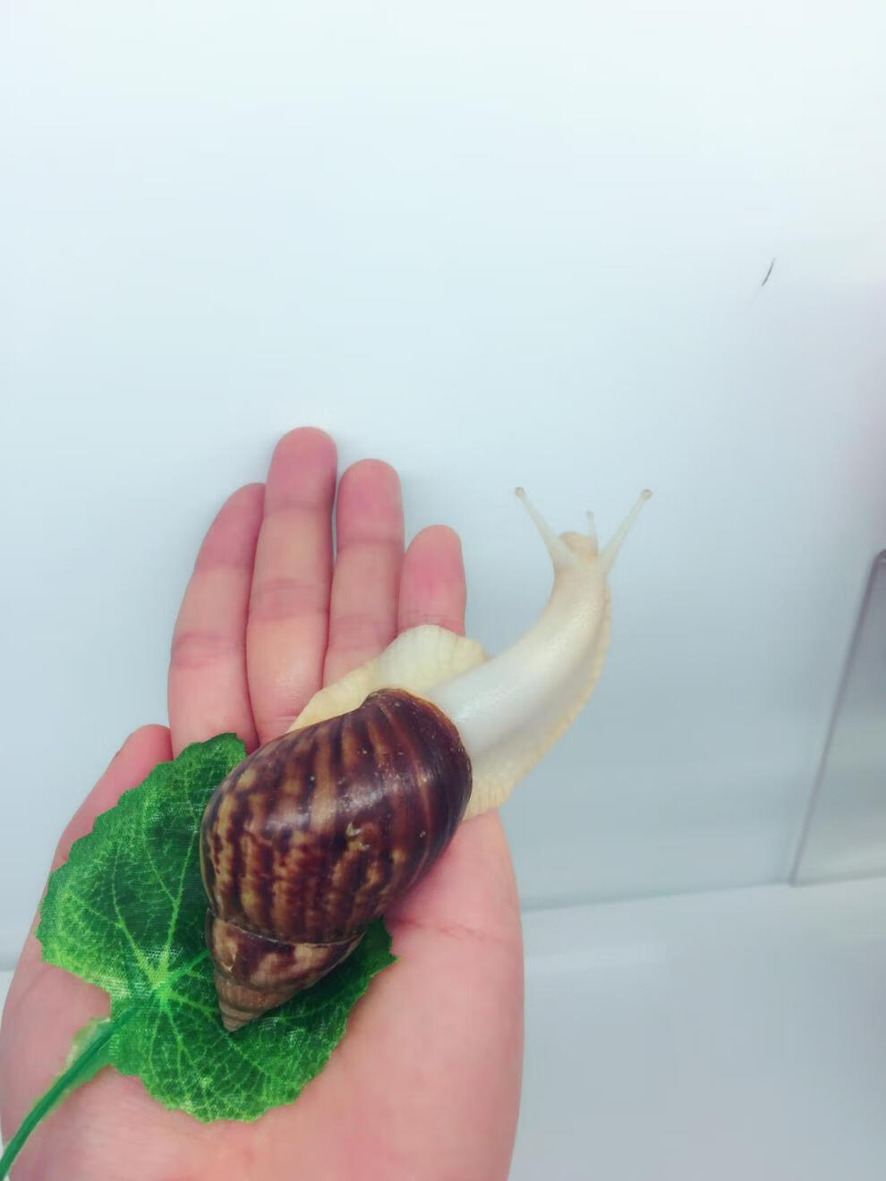 蜗牛小宠物白玉蜗牛活体非洲大蜗牛带盒子学生观察实验新手套餐观赏