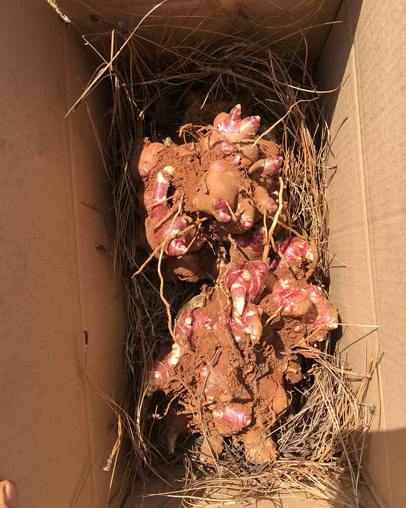 雪莲果种子种球种苗新鲜现挖现发红泥沙天山雪莲果苗5斤