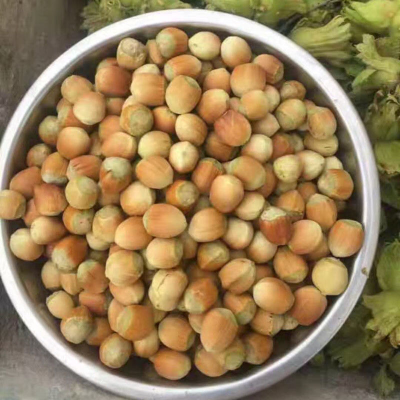 2021年新鲜脱皮湿大榛子水仁薄皮坚果零食饱满鲜甜东北特产干果 2021