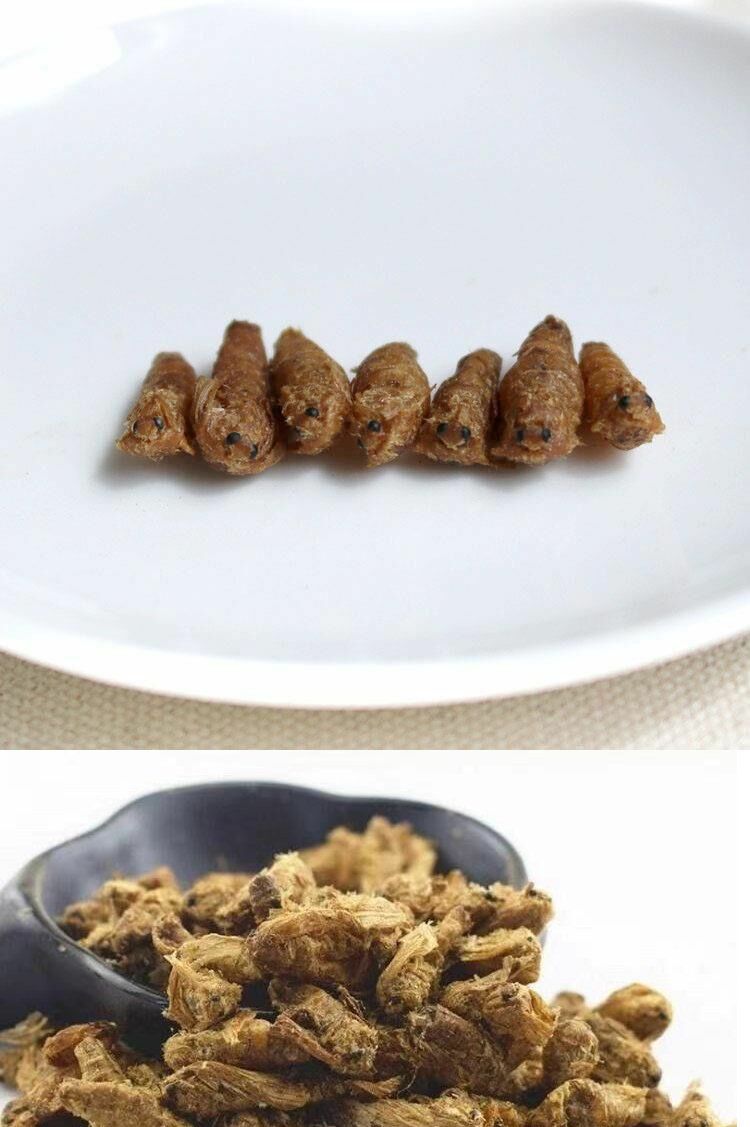 雄蚕蛾 精选公蚕蛾魏天娥 未交雄蚕蛾男性泡酒500克 500g【图片 价格