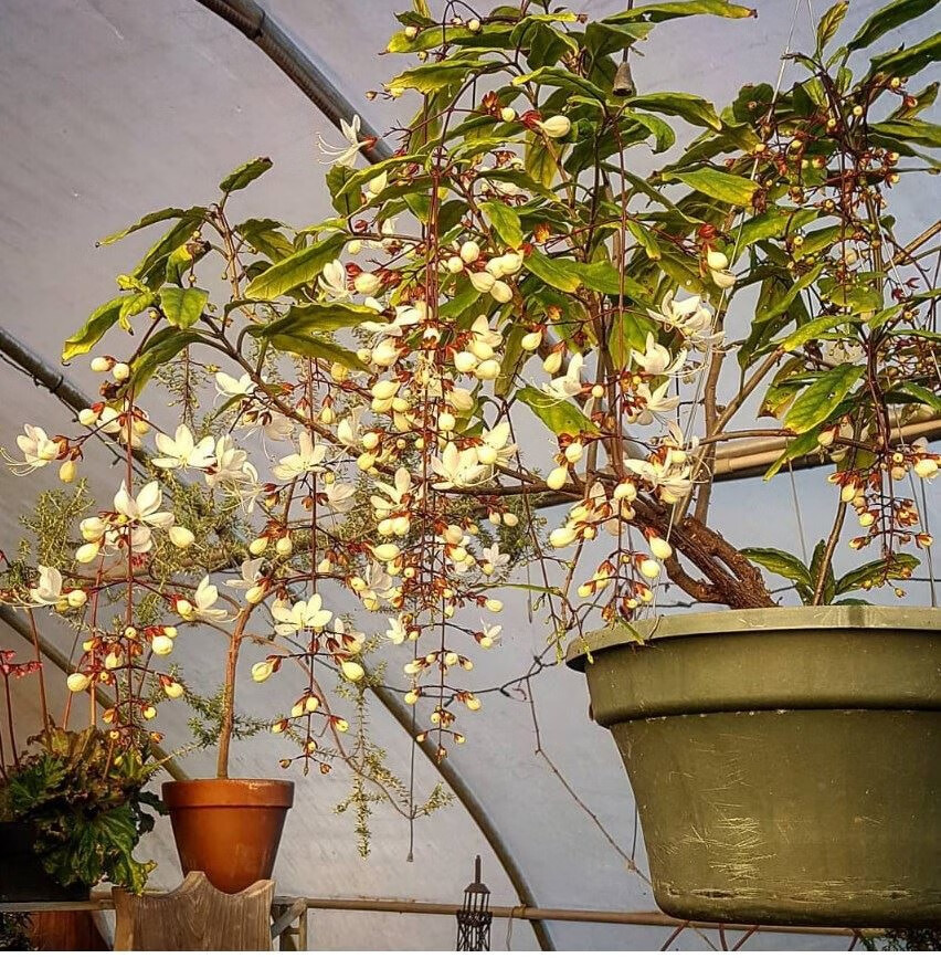 垂丝茉莉花盆栽爬藤植物泰国进口绿植垂丝茉莉白玉蝴蝶开花清香阳台