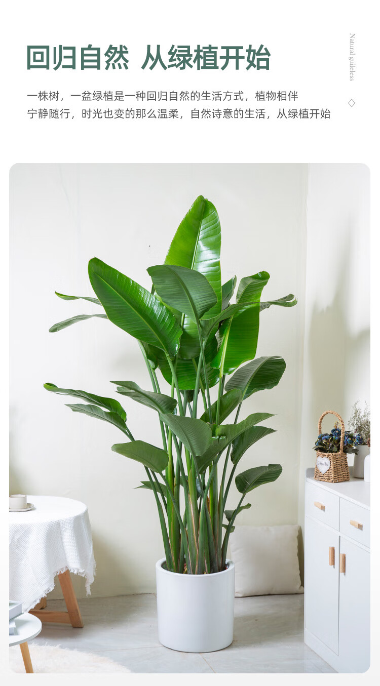 吸甲醛网红植物大叶鹤望兰真绿植花卉大天堂鸟高150160cm含胶盆含盆