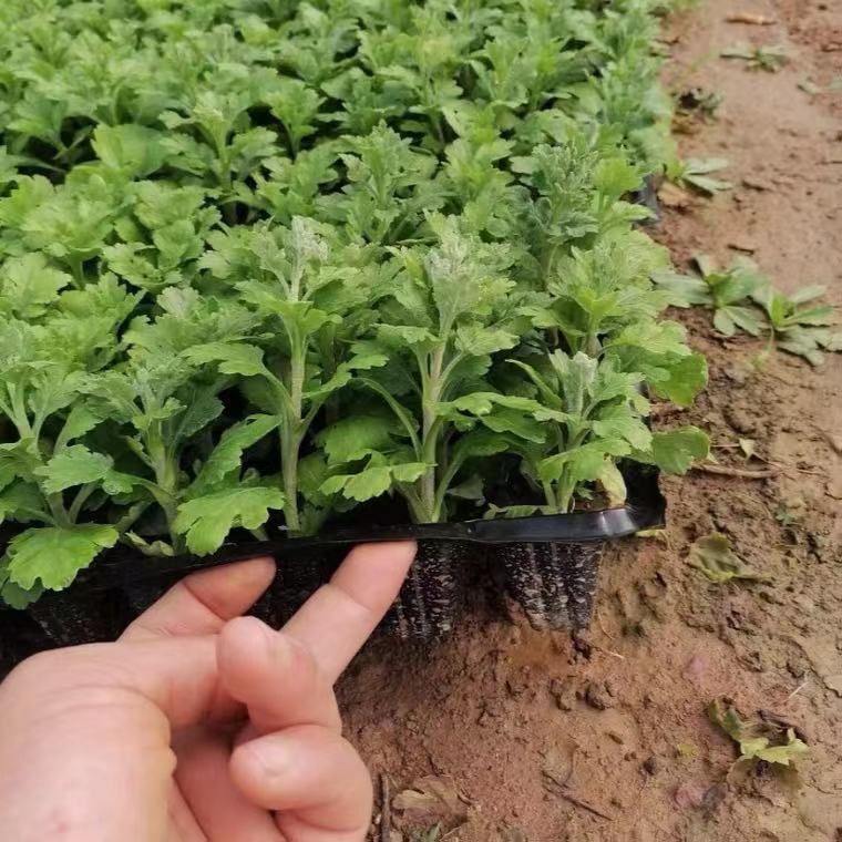菊花苗菊花盆栽四季开花室内外阳台庭院植物盆栽花苗大
