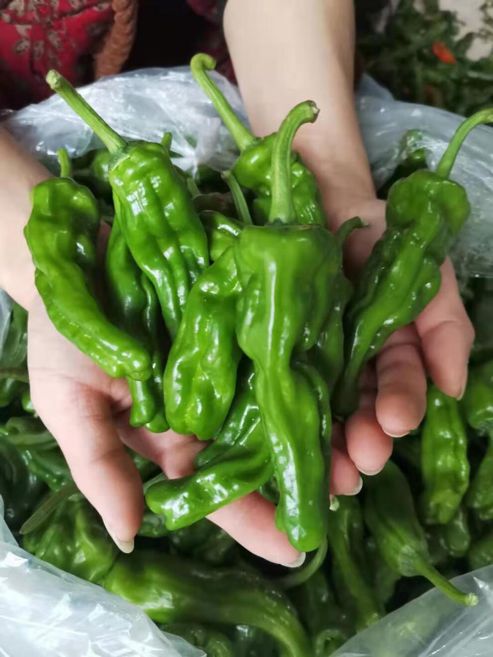 现摘山东枣庄薄皮辣椒 新鲜皱皮特辣螺丝青椒超辣 特辣薄皮皱皮青辣椒