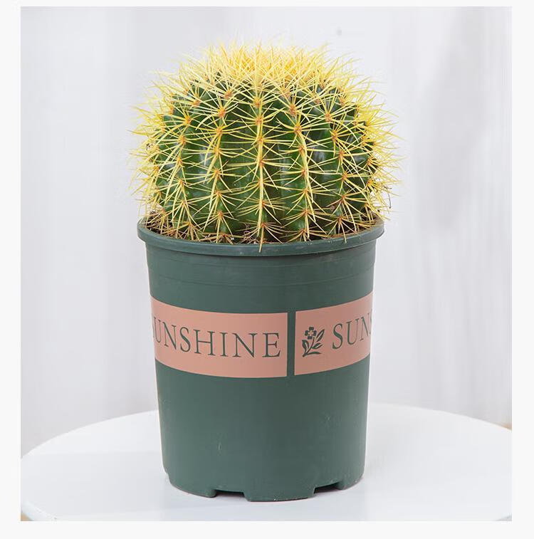 金虎仙人球盆栽桌面防辐射小植物室内办公桌除甲醛净化空气绿植直径含